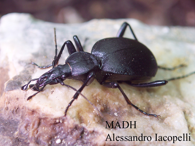 Clanoptilus spinipennis e Cychrus italicus